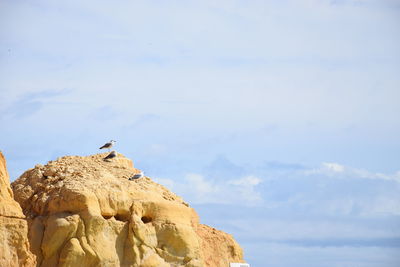 Low angle view of bird perching on rock