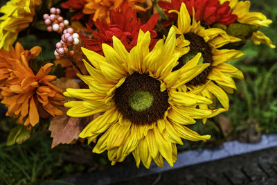 Close-up of yellow sunflower