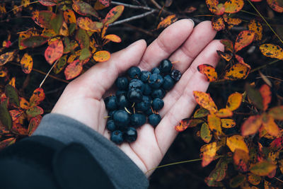 Personal perspective of blueberries held in hand