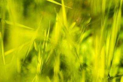 Close-up of grass on field