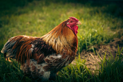 Close-up of rooster on field