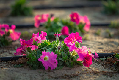 Close-up of pink flowers on field