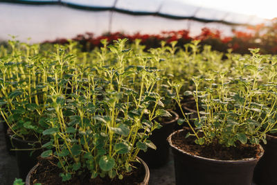 Plants growing in greenhouse