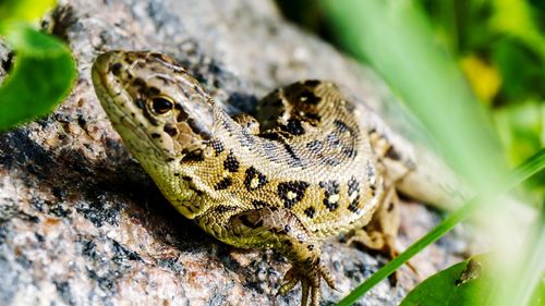 Close-up of lizard