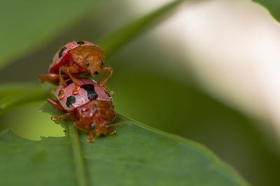 Close-up of insect on leaf