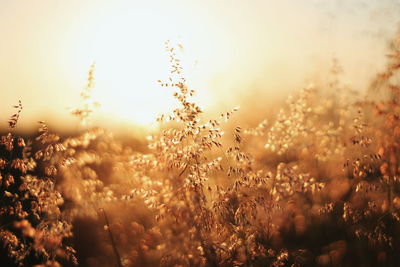 Close-up of plants growing on field against sky during sunset