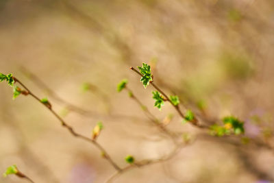 Close-up of flowering plant