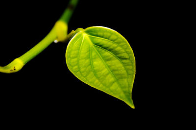 Close-up of plant against black background