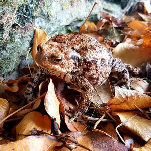 Close-up of frog on dry land