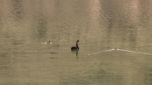 View of swans swimming in lake