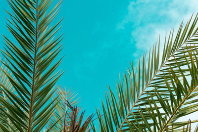 Low angle view of palm trees against blue sky