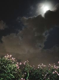 Low angle view of flowering plants on land against sky