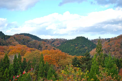 Scenic view of forest against sky during autumn