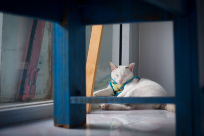 Cat sitting on window