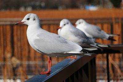 Close-up of seagulls perching on railing