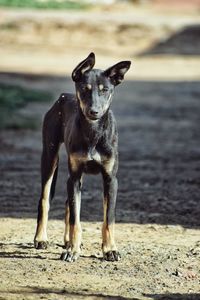 Portrait of dog standing on land