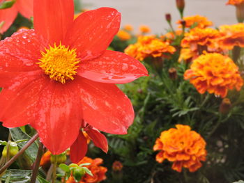 Close-up of red flower