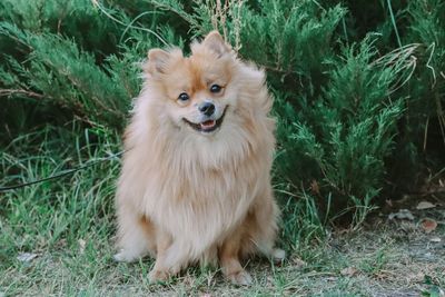 Portrait of dog on field