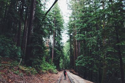Rear view of man amidst trees in forest