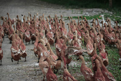 High angle view of birds on field