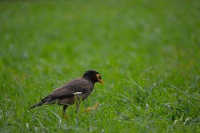 Side view of bird on grass