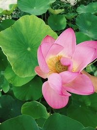 Close-up of pink flower