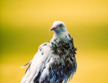 Close-up of bird