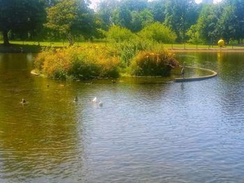 View of birds in lake