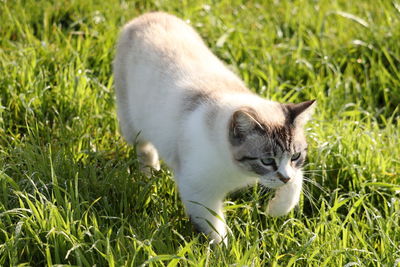 Cat lying on grass