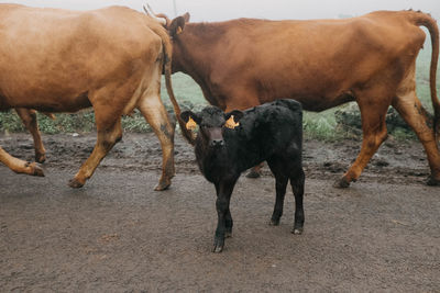 Cows on field