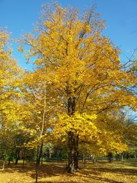 Yellow flowers on tree