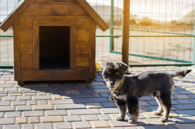 Beautiful black pooch dog near the booth on a sunny day. house for an animal. selective focus