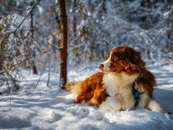 Dog sitting on snow covered land