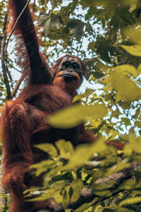 Low angle view of monkey on tree