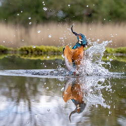 Kingfisher hunting fish in lake