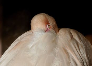 Close-up of bird against black background