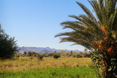 Palm trees on field against clear sky