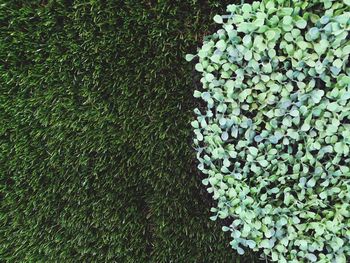 High angle view of ivy growing on grass