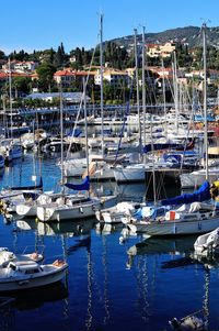 Sailboats moored in harbor