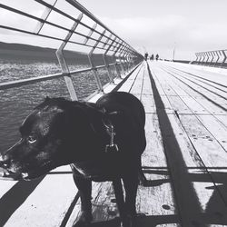 Dog on bridge against sky