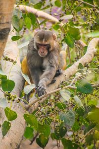 Monkey sitting on tree