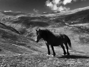 Horse standing in a field