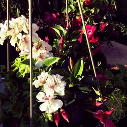 Pink flowers blooming in park