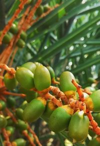 Close-up of fruits growing on tree