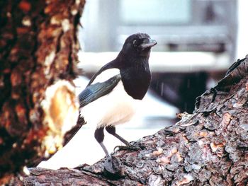 Close-up of bird perching outdoors