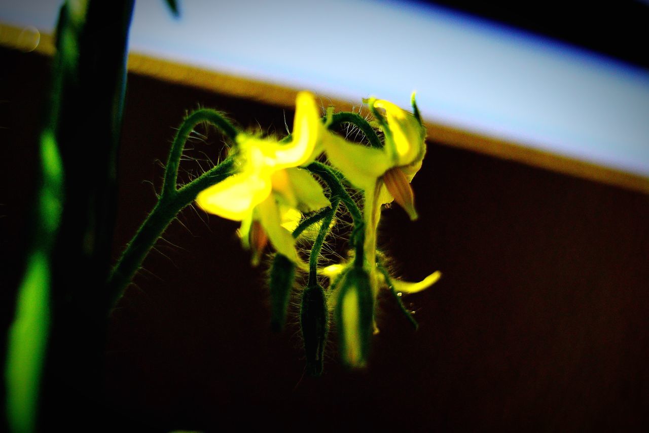 flower, yellow, close-up, petal, fragility, flower head, plant, stem, freshness, focus on foreground, growth, beauty in nature, selective focus, nature, no people, single flower, indoors, bud, blooming