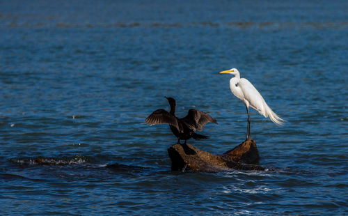 Bird perching on sea shore