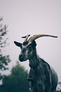 Low angle view of giraffe