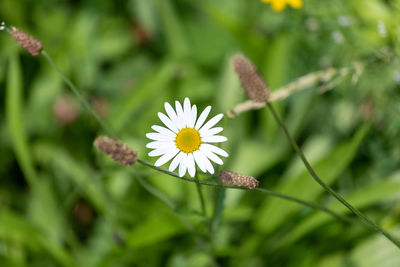 Close-up of white flowering plant