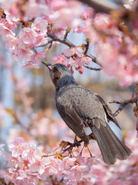 Close-up of pink perching on tree